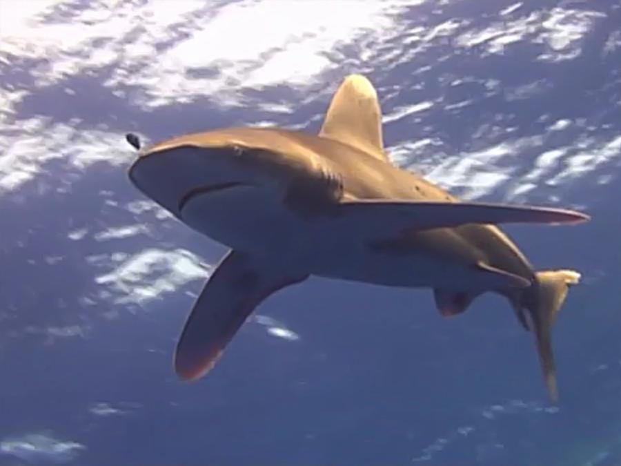 Oceanic Whitetip, Elphinstone reef, Egypit November 2012