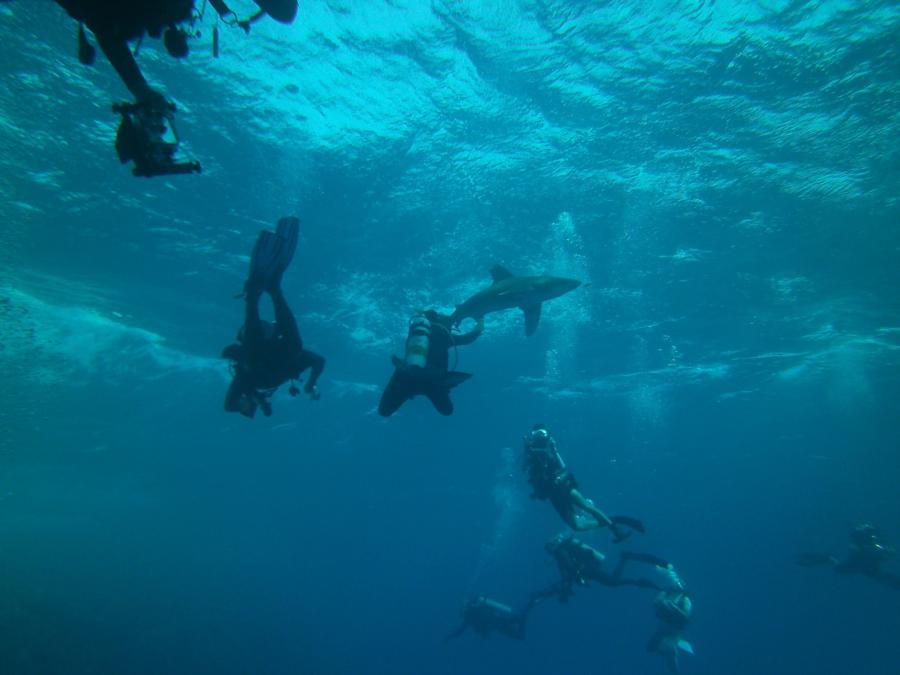 Elphinstone Reef, Egypts, November 2012