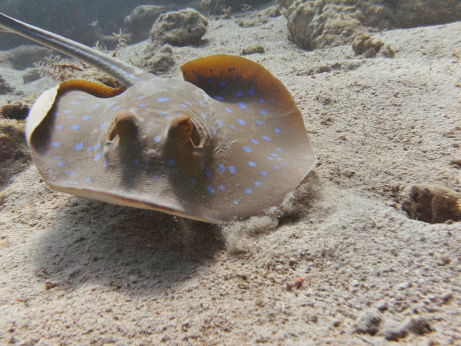 Blue spotted ray, Marsa Alam, Egypt