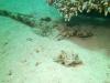 Crocodilefish, Marsa Alam, Egypt