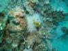 Clownfish, Marsa Alam, Egypt
