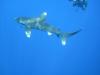 Close encounter with a curious Oceanic white tip, Elphinstone Reef, Egypt