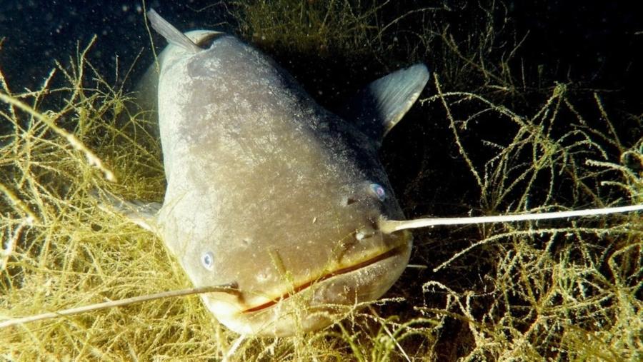 Catfish, Mannheim, Germany