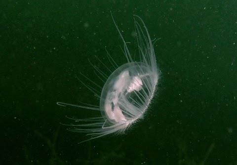 Freshwater jellyfish in Mannheim/Germany