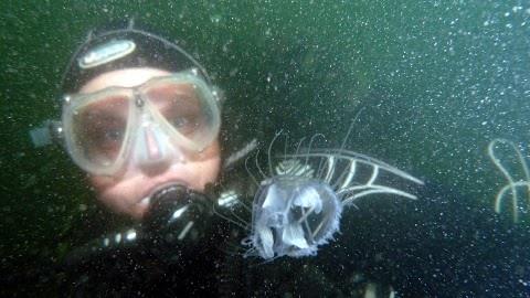 Freshwater Jellyfish Mannheim / Germany