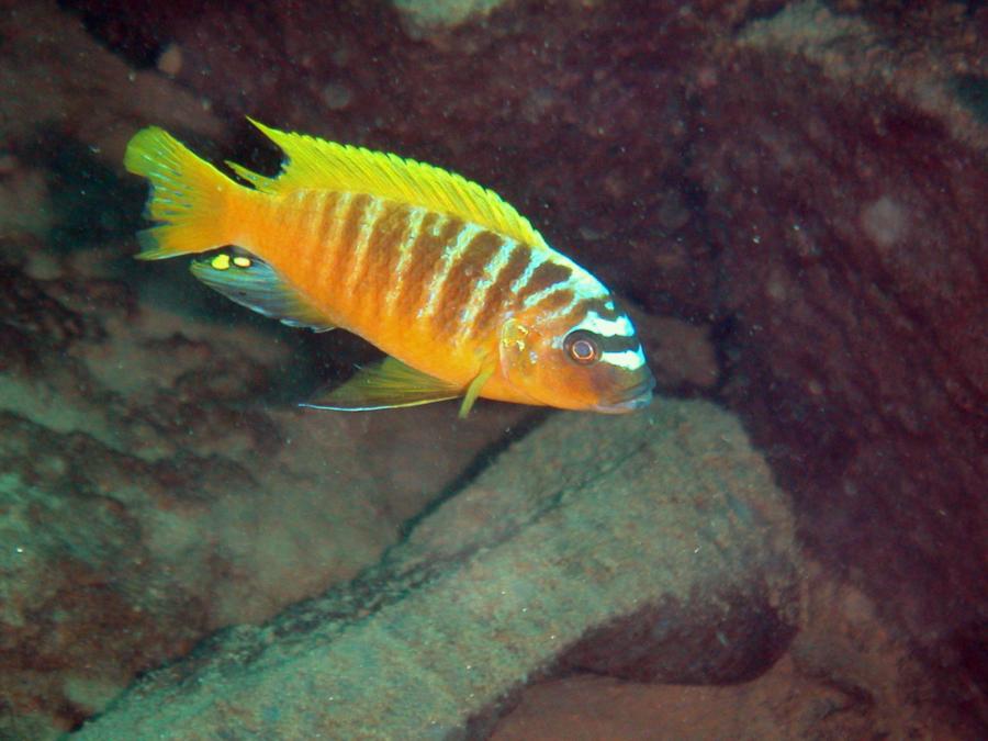 Cichlid