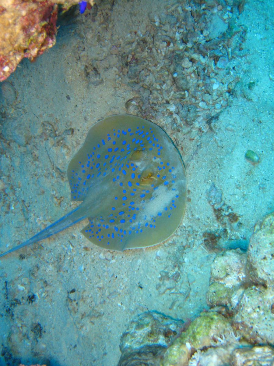 Diving in Eilat