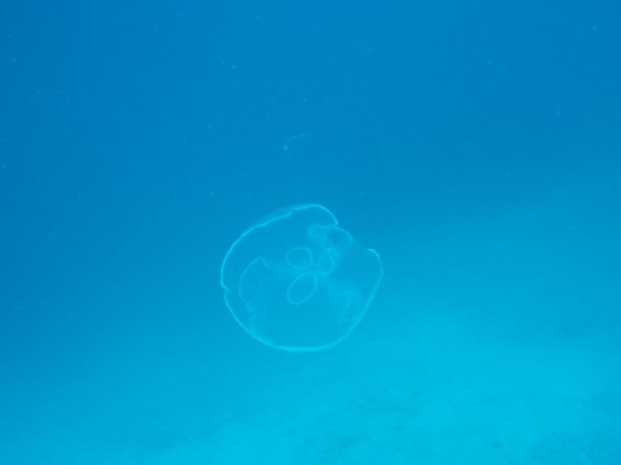 jellyfish