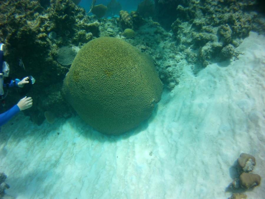 reef