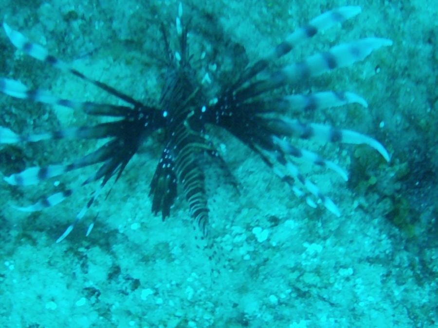 lion fish