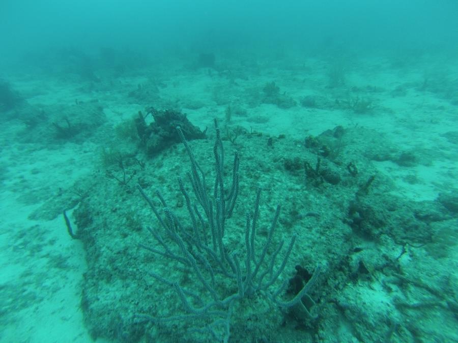 Hammerhead Reef, Ft Lauderdale, FL, May 2013