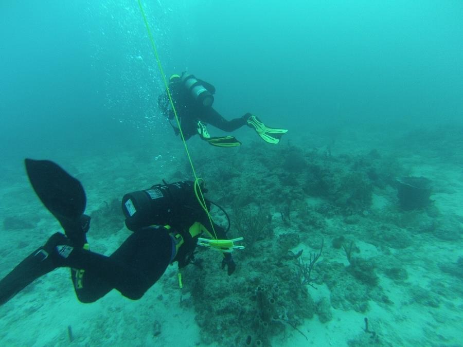 Hammerhead Reef, Ft Lauderdale, FL, May 2013