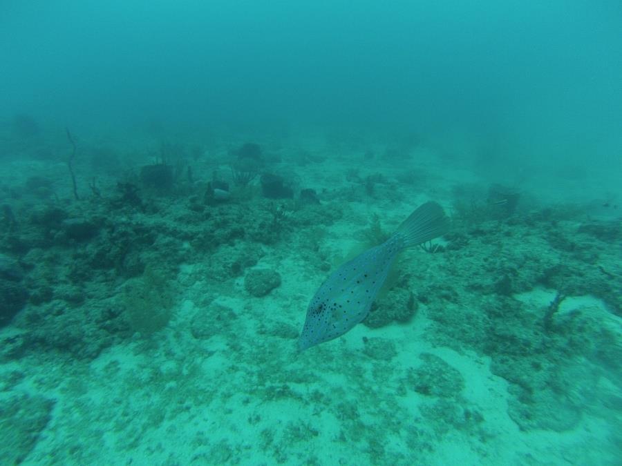 Hammerhead Reef, Ft Lauderdale, FL, May 2013