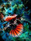 lionfish