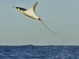 flying eagle ray