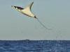 flying eagle ray