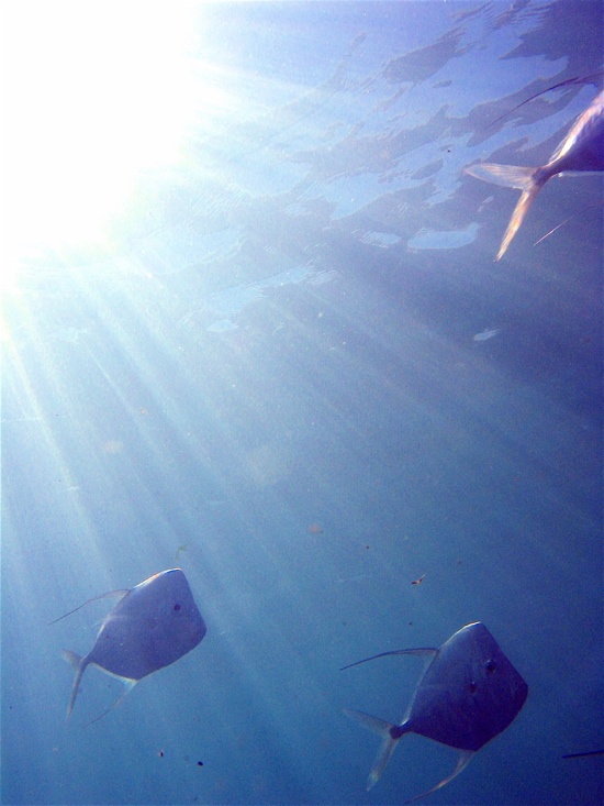 Fish rays