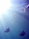 Fish rays