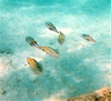 Shallow Squids