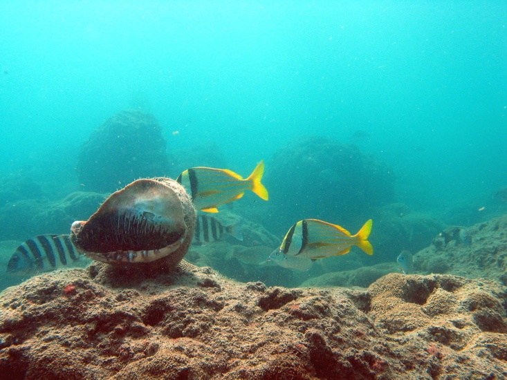 Porkfish & Helmet