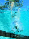 Dive In