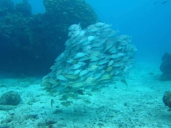 Cozumel Chankanaab