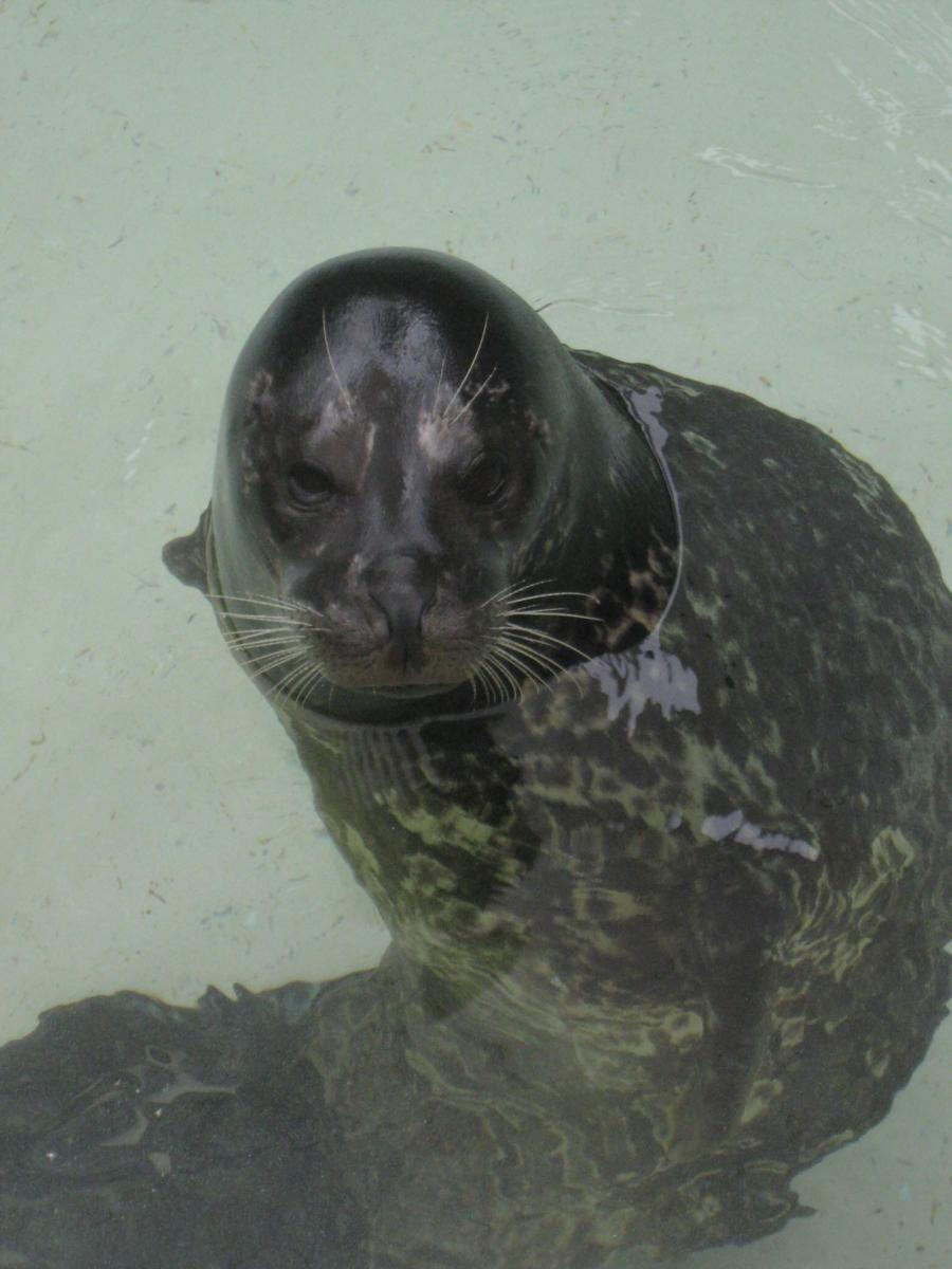 Sealion, I like em cause they look dopey