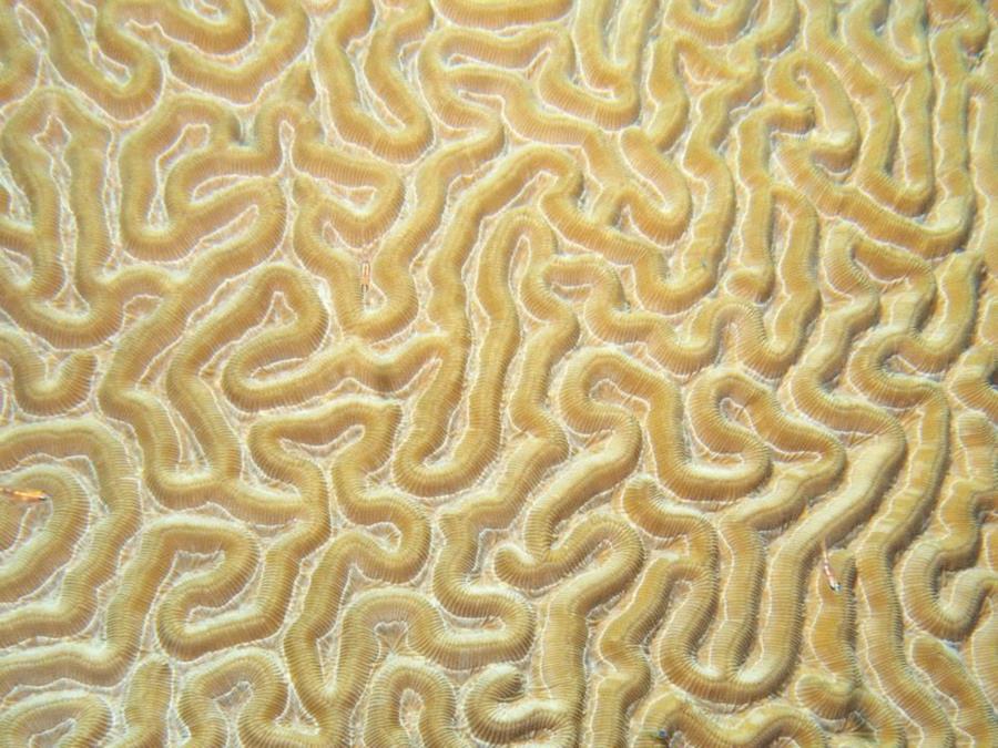 brain coral