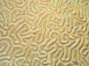 brain coral