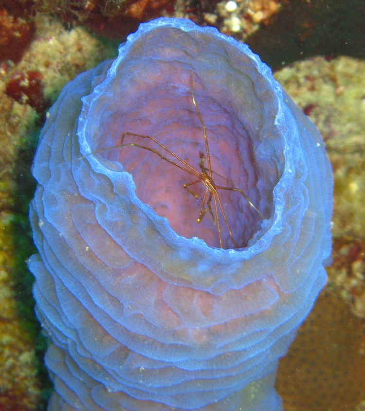 Arrow crab