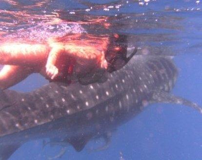 me and whale shark