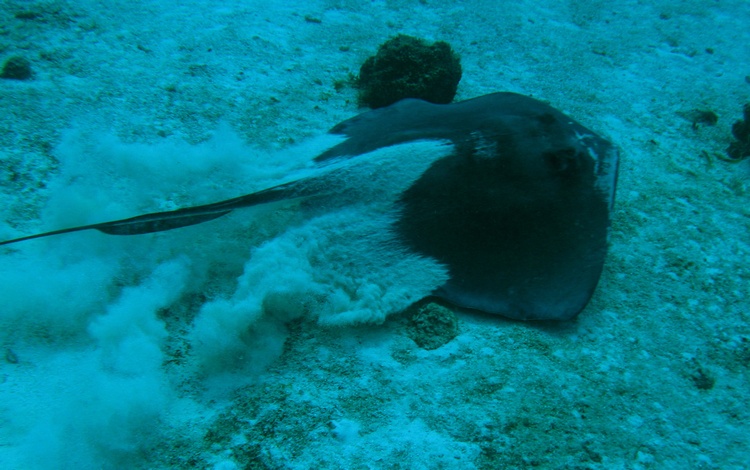 stingray burnout