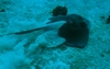 stingray burnout