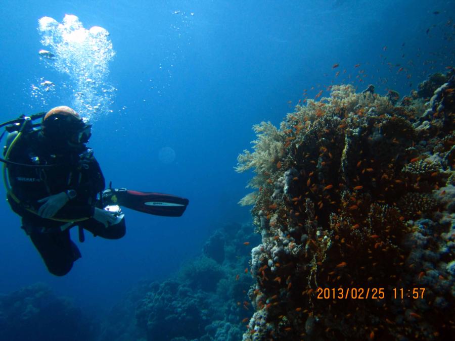 Shark Reef, Ras Mohammad, Eygpt