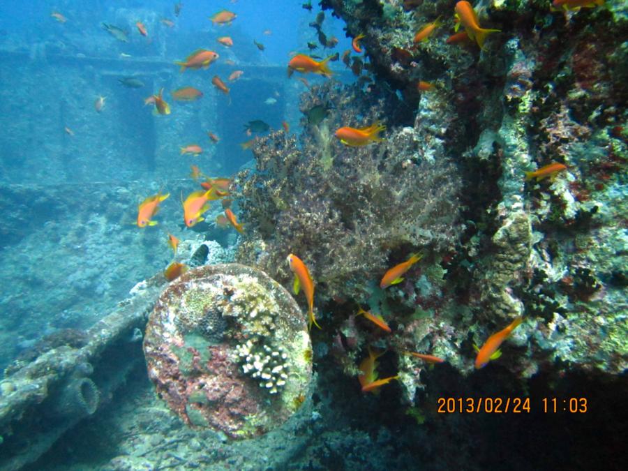 SS Thistlegorm, Red Sea, Eygpt