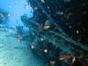 SS Thistlegorm, Red Sea, Eygpt