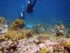 Shark Reef, Ras Mohammad, Eygpt