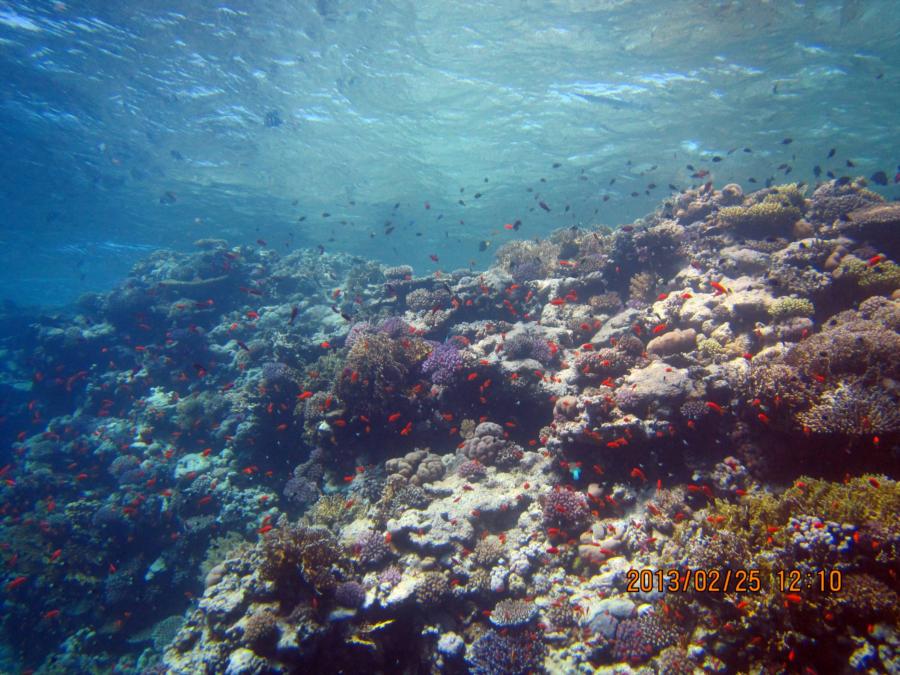 Shark Reef, Ras Mohammad, Eygpt