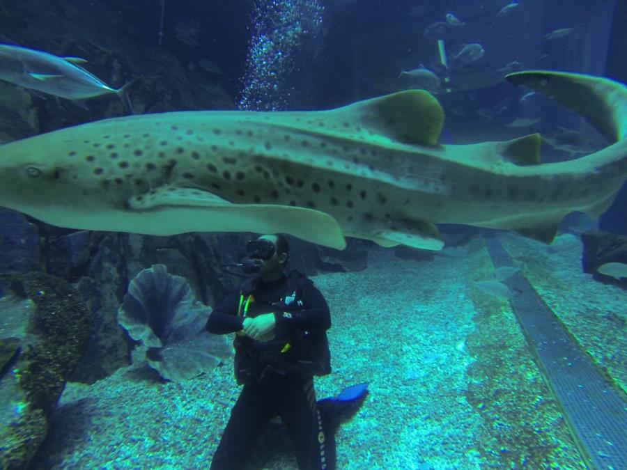 Dubai Aquarium