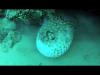 Technical Diving in Sharm Elshiekh - CptFlipper