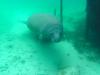 Manatee at the entrance of Three Sisters Springs