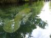 Mama Manatee and her Calf