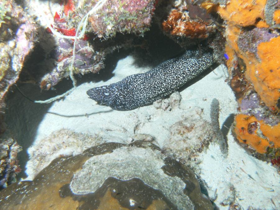 Eel in Bonaire