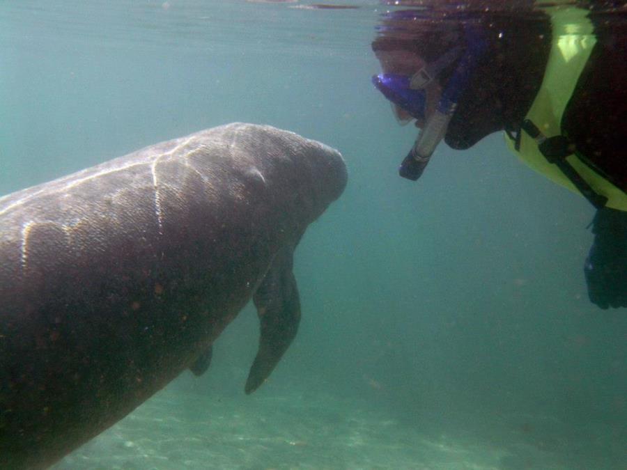 Manatee