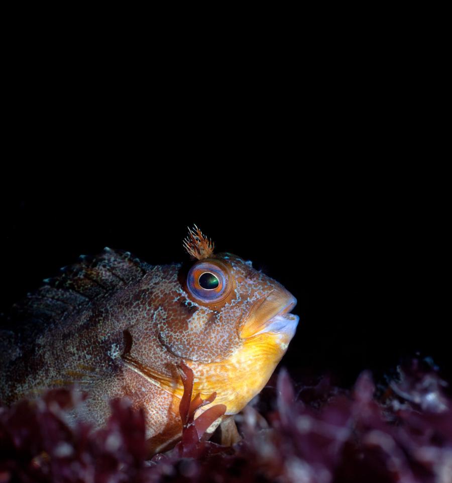 Tompot Blenny, Kyarra Wreck