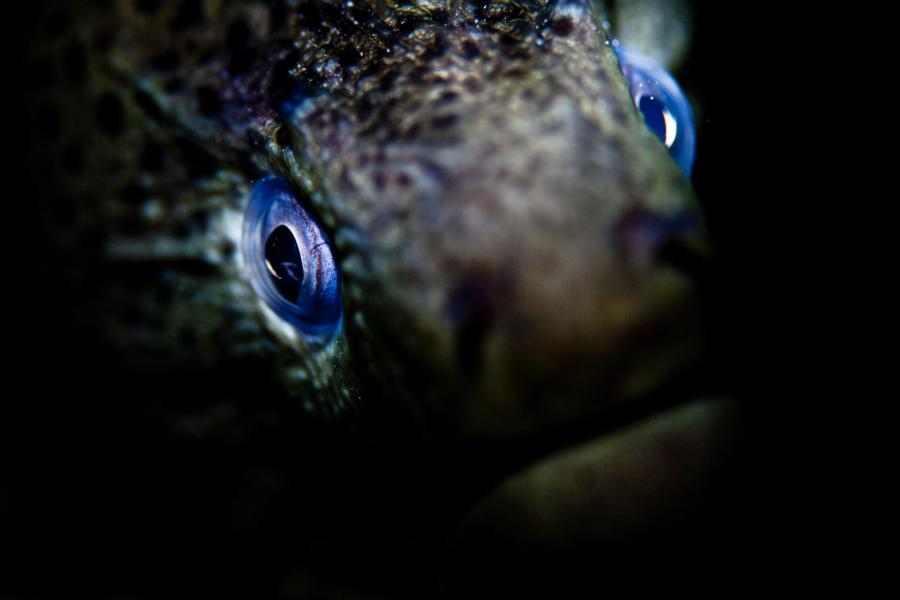 Giant Moray, Red Sea