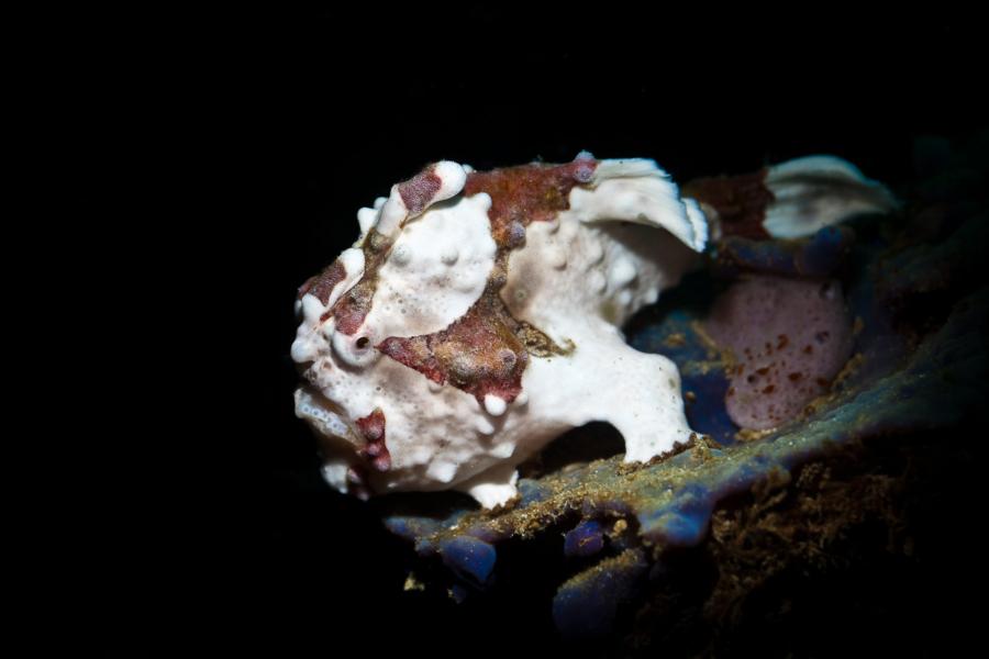 Painted Frogfish, North Sulawesi