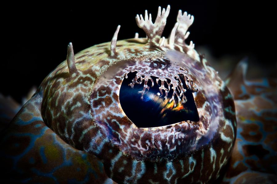 Crocodilefish Eye, North Sulawesi