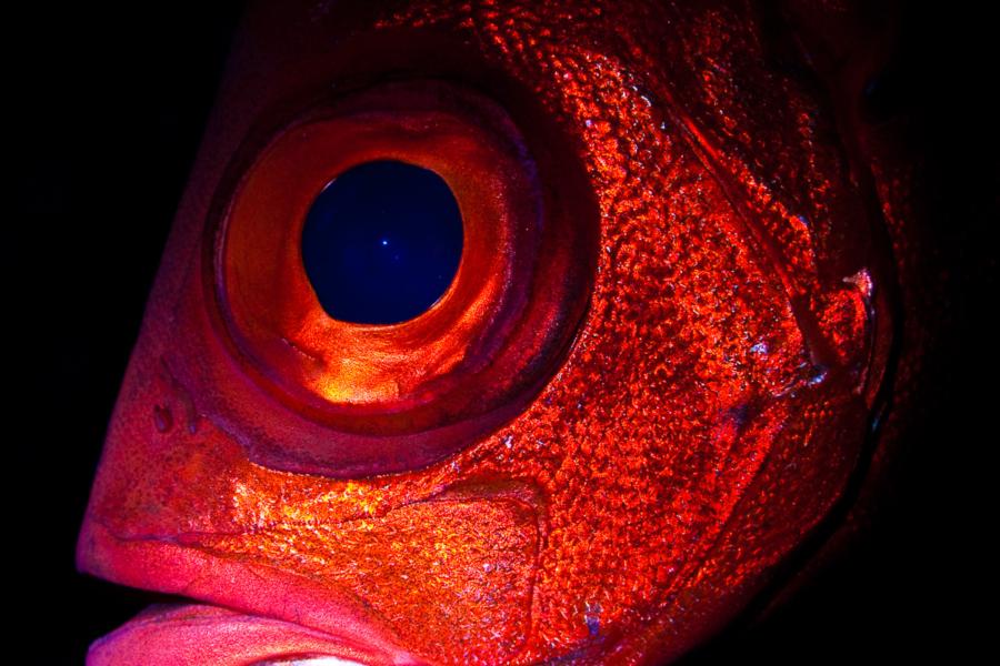 Bigeye Emperor, Red Sea