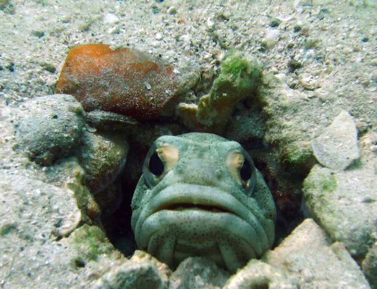 Jawfish, La Paz Mexico